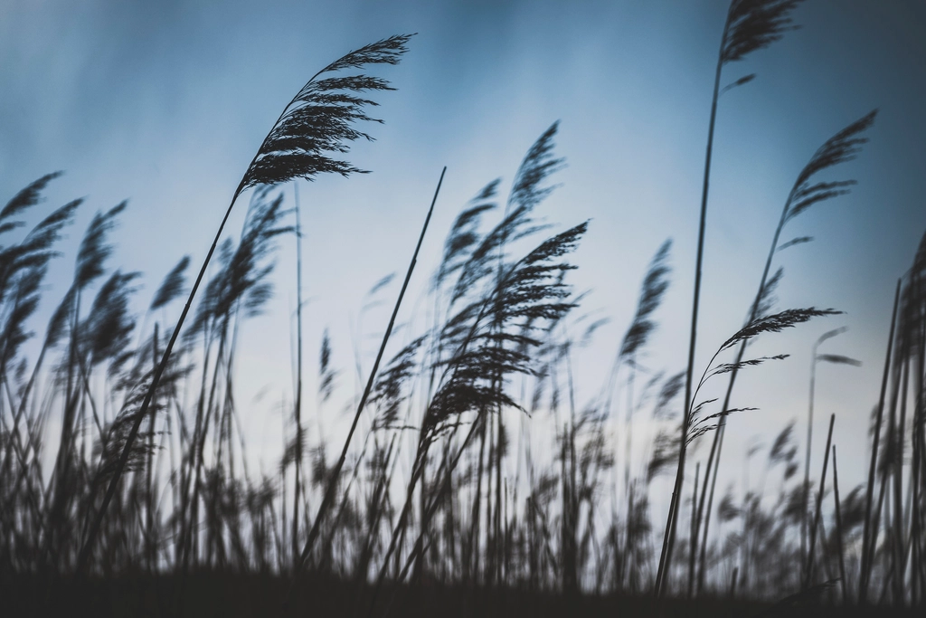 Windy wheat field