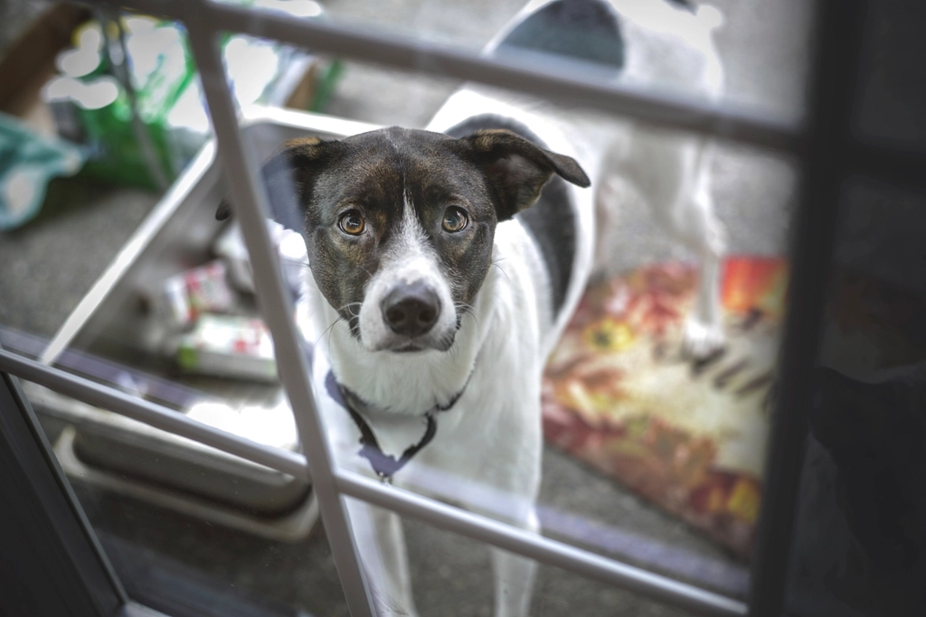 Black white dog looking camera
